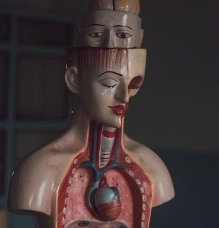 study guide for human anatomy and physiology