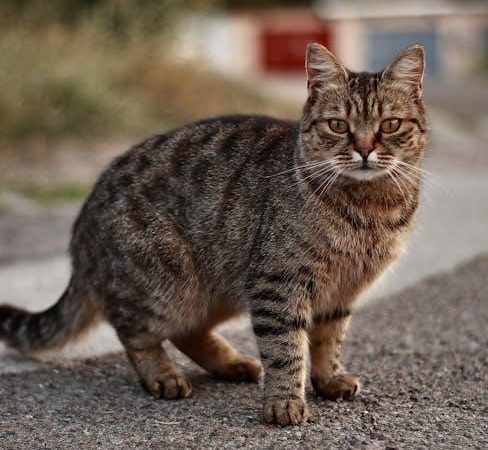 free cat vaccination record printable pdf