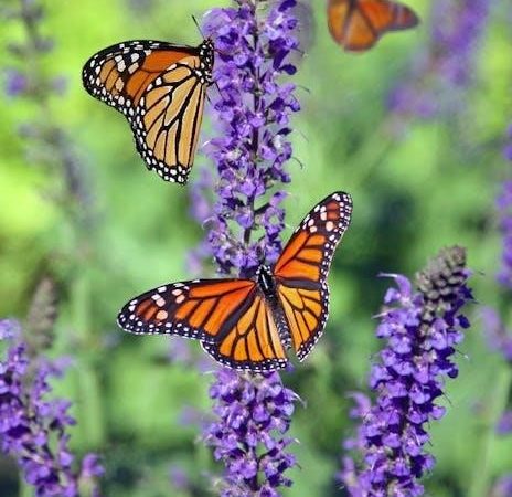 in time of the butterflies pdf