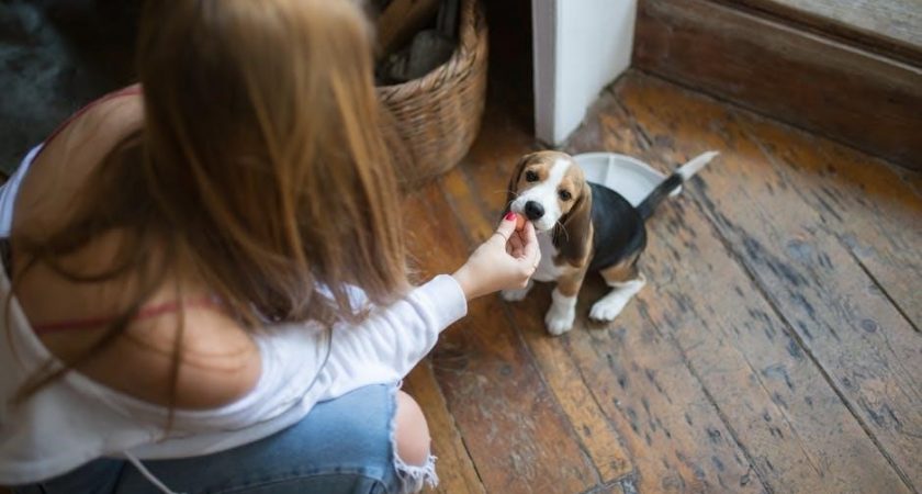 natures menu puppy feeding guide